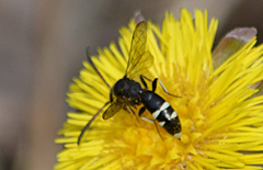 Sapyga martinii