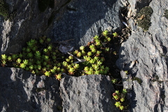 Sedum sarmentosum