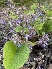 Borago officinalis