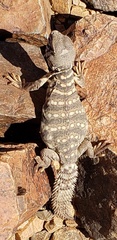Uromastyx ornata