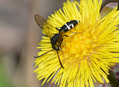 Sapyga martinii