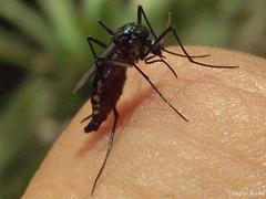 Haemagogus janthinomys