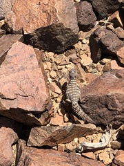 Uromastyx ornata