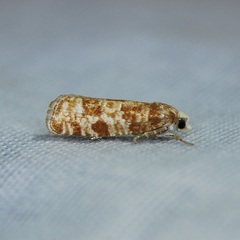 Retinia virginiana