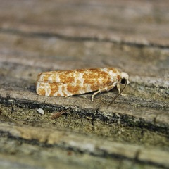 Retinia virginiana