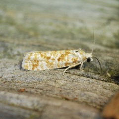 Retinia virginiana