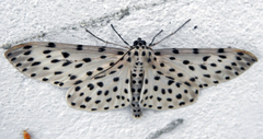 Xenoplia foraria