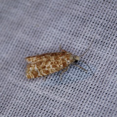 Retinia virginiana