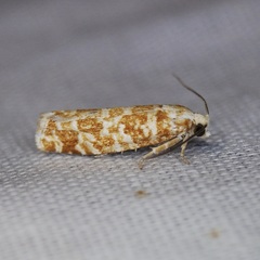 Retinia virginiana