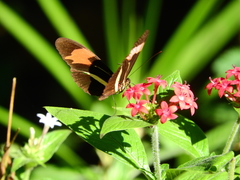 Heliconius erato phyllis