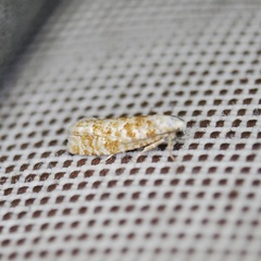 Retinia virginiana
