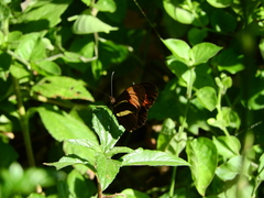 Heliconius erato phyllis