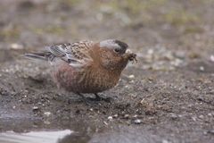 Leucosticte tephrocotis tephrocotis