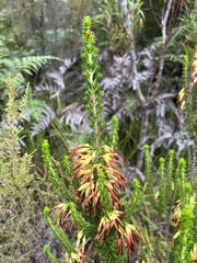Erica coccinea