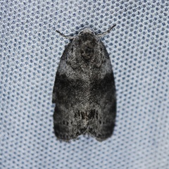 Polygrammate cadburyi