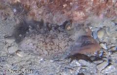 Macroctopus maorum