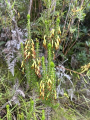 Erica coccinea