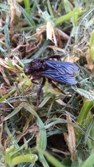 Anthophila
