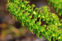 Cullumia setosa