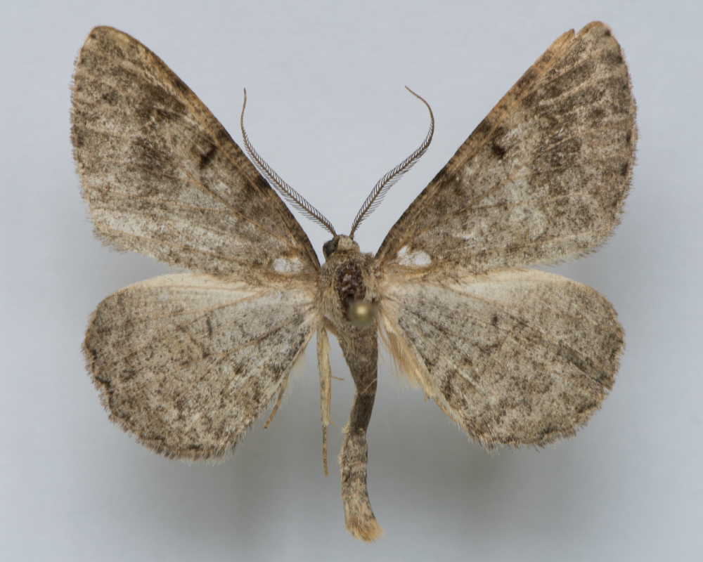 Alcis extinctaria