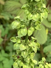 Rumex crispus image