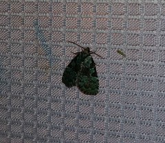 Leuconycta lepidula