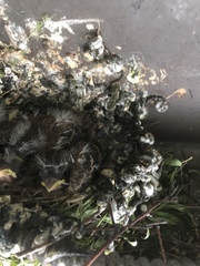 Passeriformes