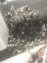 Passeriformes