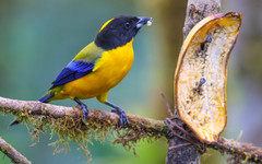 Anisognathus notabilis