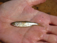 Brycinus lateralis