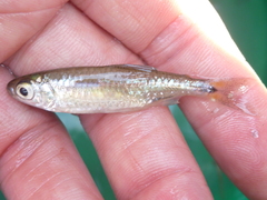 Alestidae