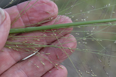 Panicum decompositum