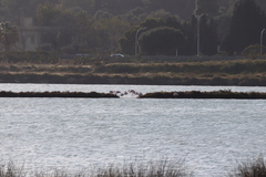 Phoenicopterus roseus