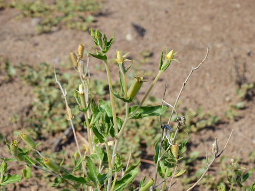 Image of Mentzelia albescens by (c) Guillermo Debandi, some rights reserved (CC BY)