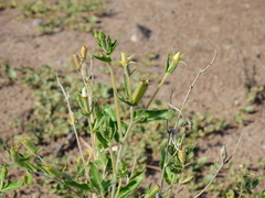 Mentzelia albescens
