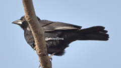 Bubalornis albirostris