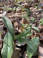 Erythronium