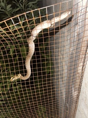 Madagascarophis colubrinus