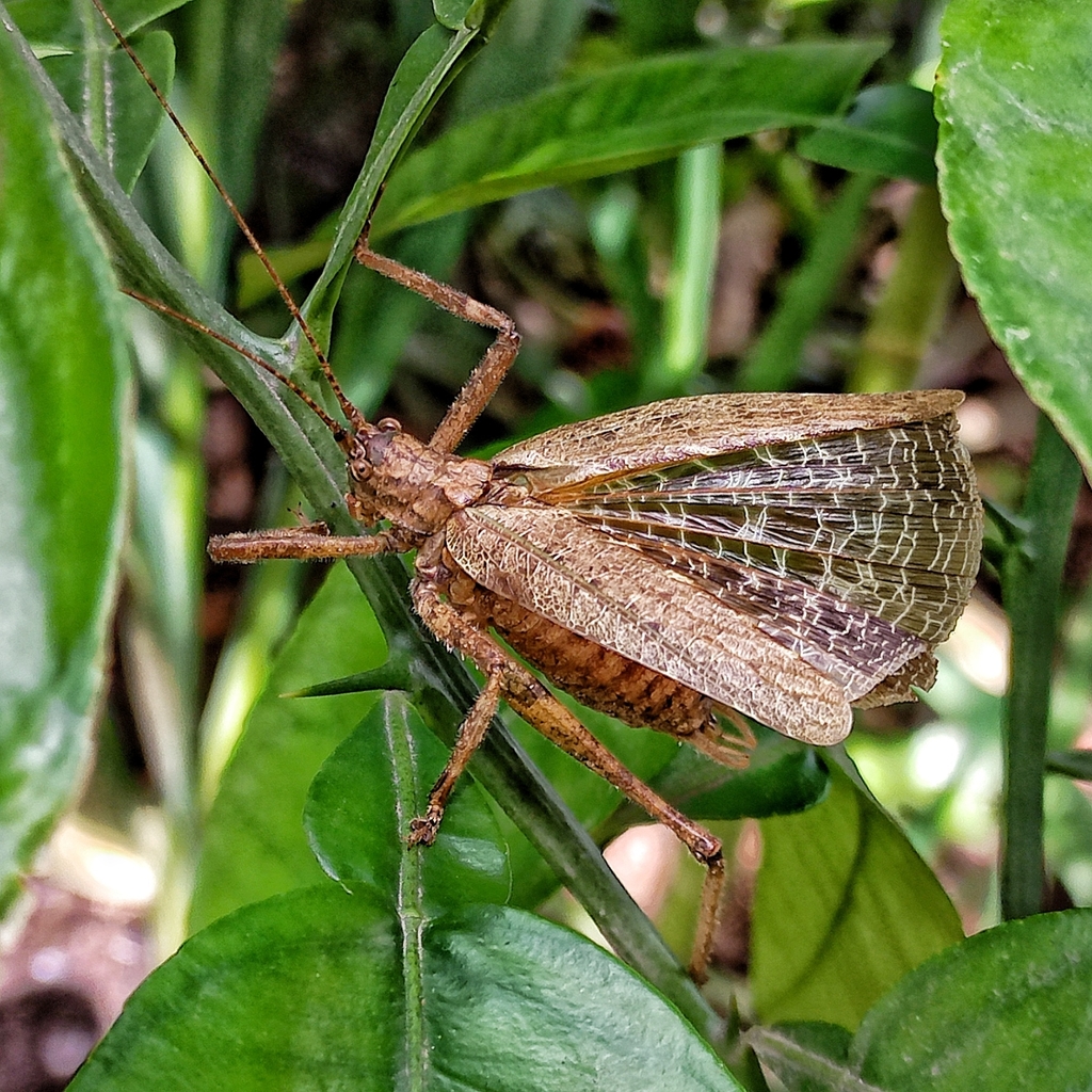 Gongrocnemis