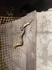 Madagascarophis colubrinus