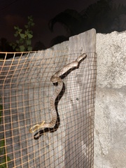 Madagascarophis colubrinus