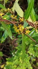 Cryptolepis