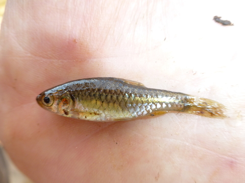 Kersten-barbeel (Enteromius kerstenii) — Cyprinidae