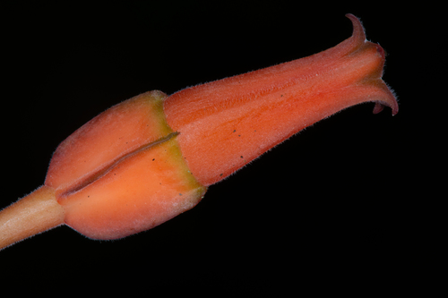 Macleania rotundifolia, 2022-03-10