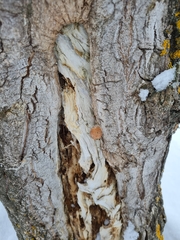 Reticularia splendens