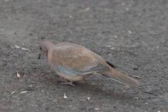 Streptopelia senegalensis