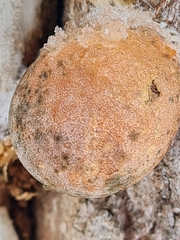 Reticularia splendens