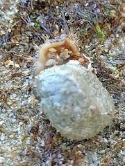 Acanthochitona crinita