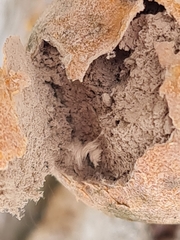 Reticularia splendens