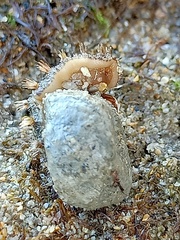 Acanthochitona crinita
